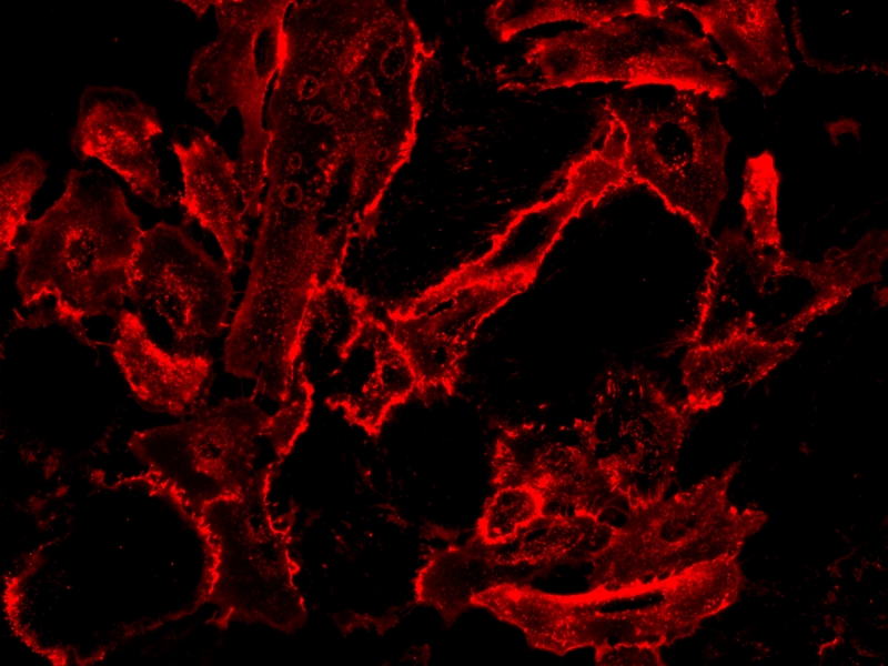 iFluor 555-刀豆蛋白A(ConA)缀合物    货号25585