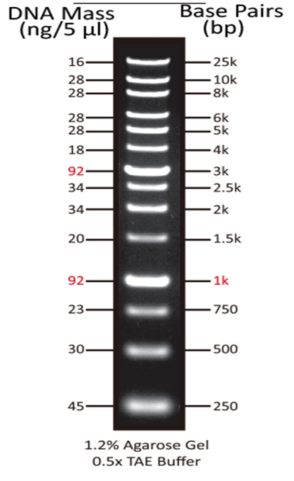 ReadiUse GeneRuler 1 kb DNA Ladder（停产）    货号60056