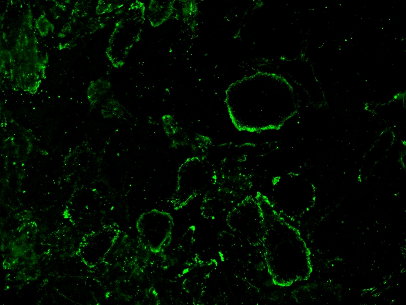 iFluor 488-刀豆蛋白A(ConA)缀合物    货号25580