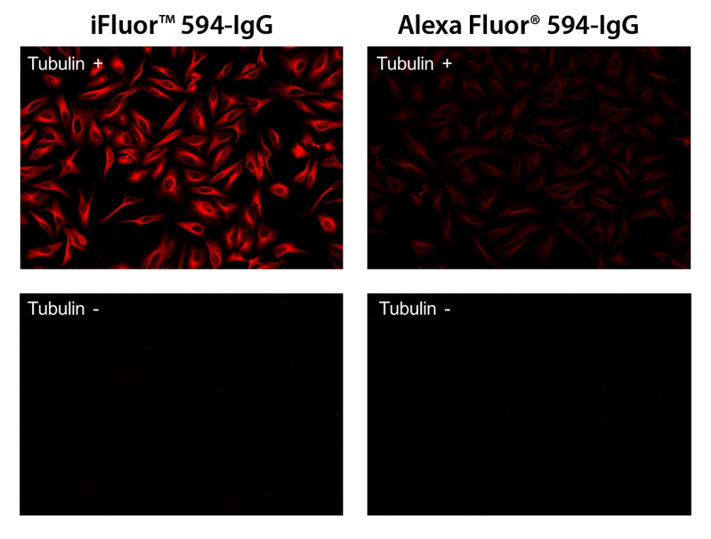 iFluor 594琥珀酰亚胺酯    货号1029