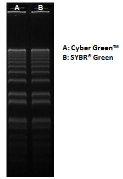 Cyber Green 核酸凝胶染料    SYBR  Green  货号17604