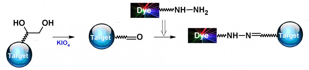 iFluor 790酰肼 货号1364