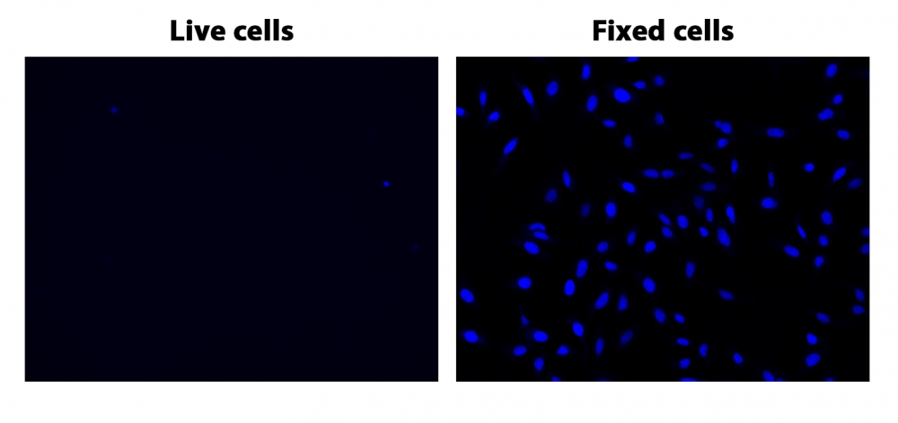 核紫 DCS1 死细胞染料 货号17549