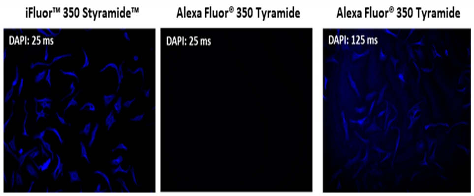 iFluor 647 Styramide超级信号放大成像试剂盒 货号45290