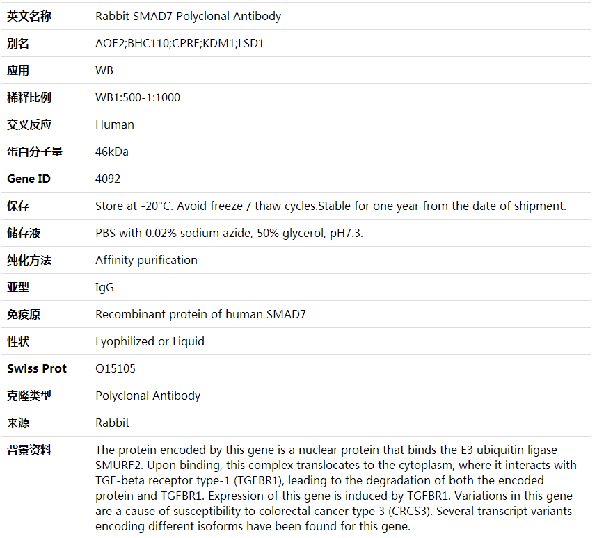Anti-SMAD7 Polyclonal Antibody,索莱宝,K002030P-100ul