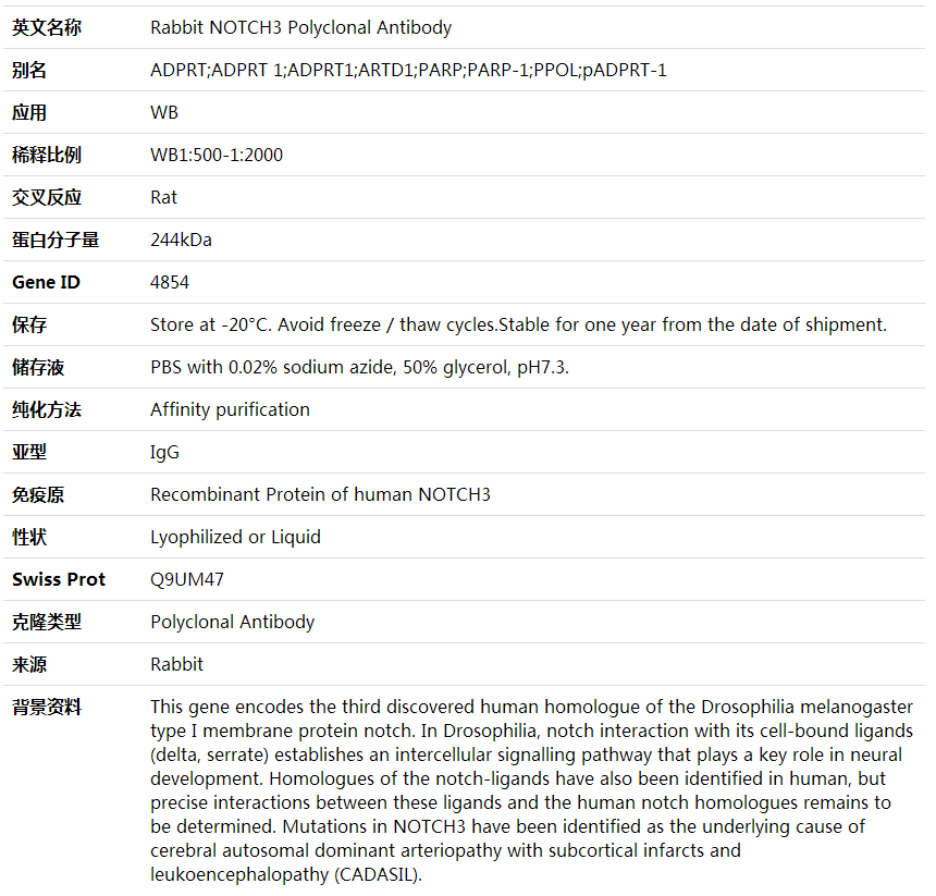 Anti-NOTCH3 Polyclonal Antibody,索莱宝,K001764P-100ul