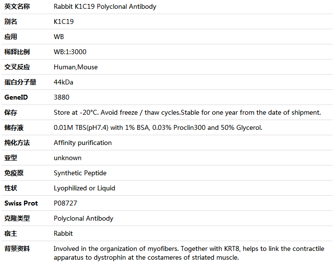 K1C19 Antibody,索莱宝,K001534P-100ul