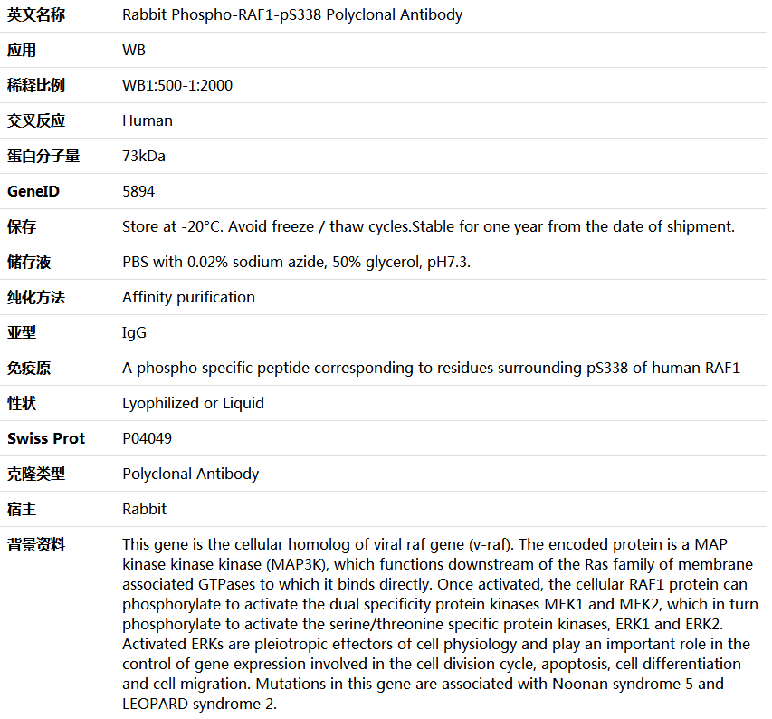 Phospho-RAF1-pS338 Antibody,索莱宝,K006223P-50ul