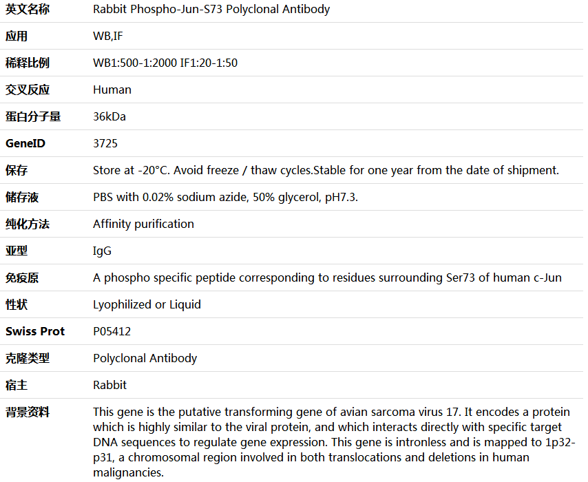 Phospho-Jun-S73 Antibody,索莱宝,K006182P-50ul