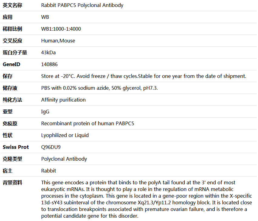 PABPC5 Antibody,索莱宝,K006150P-100ul