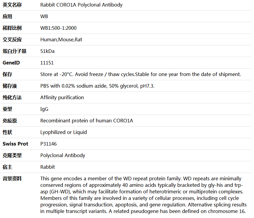 CORO1A Antibody,索莱宝,K006023P-50ul