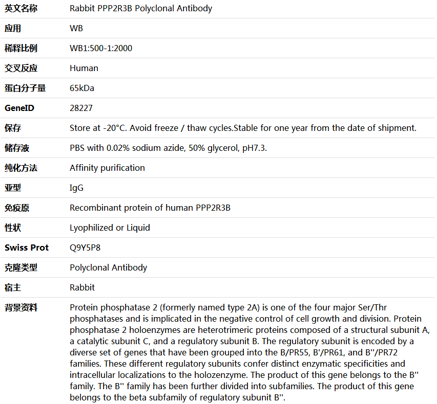 PPP2R3B Antibody,索莱宝,K005871P-100ul