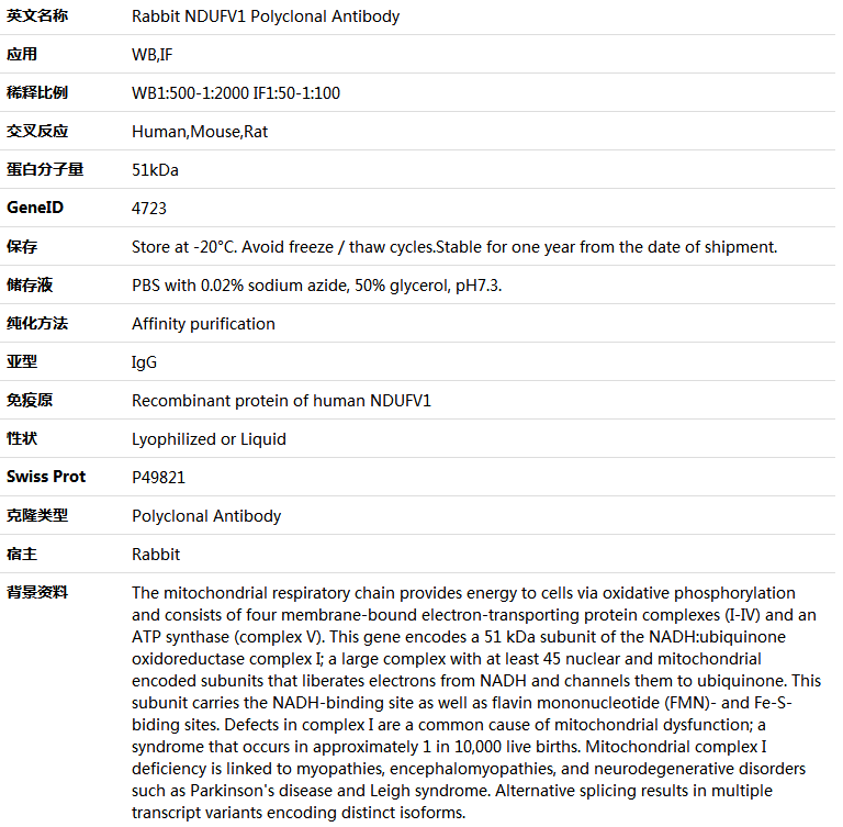 NDUFV1 Antibody,索莱宝,K005622P-100ul