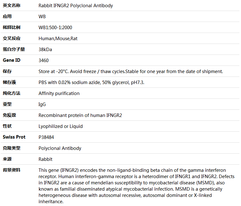 IFNGR2 Antibody,索莱宝,K005325P-100ul