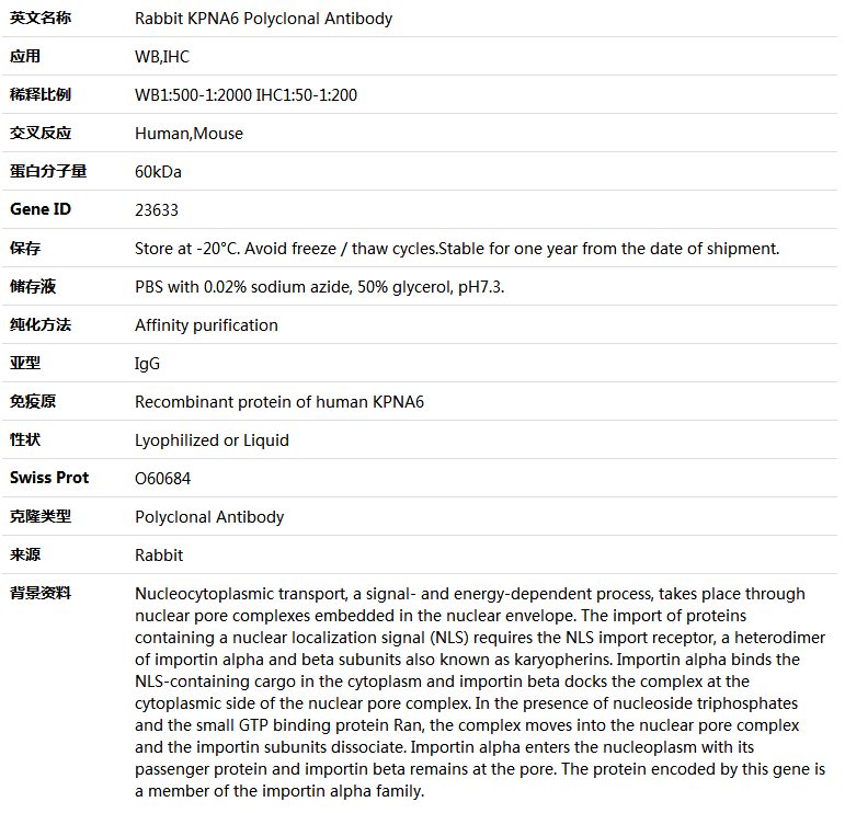 KPNA6 Antibody,索莱宝,K005205P-100ul