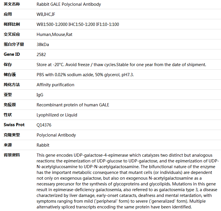 GALE Antibody,索莱宝,K004643P-100ul