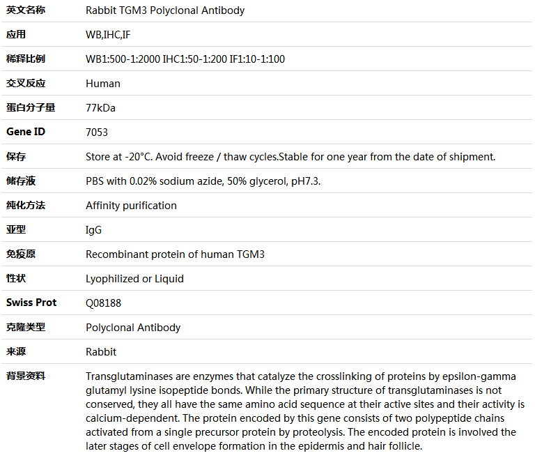 TGM3 Antibody,索莱宝,K004260P-30ul