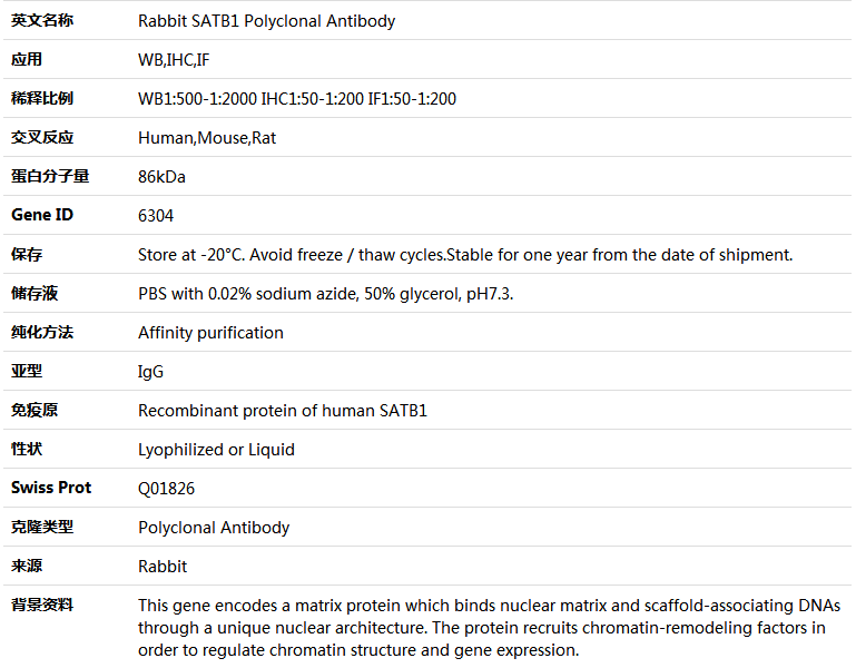 SATB1 Antibody,索莱宝,K004220P-50ul