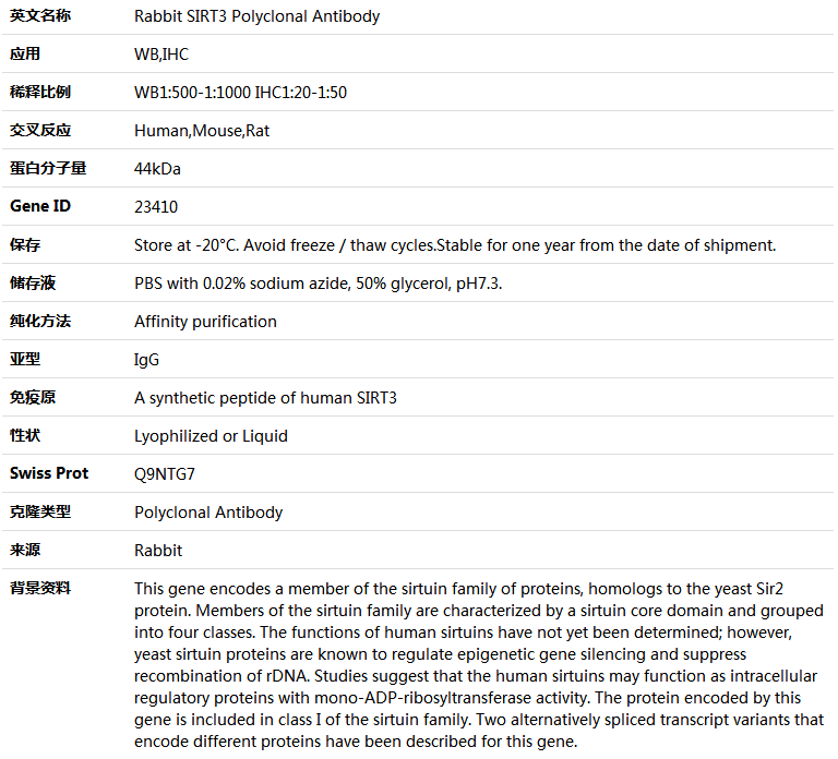 SIRT3 Antibody,索莱宝,K004159P-50ul
