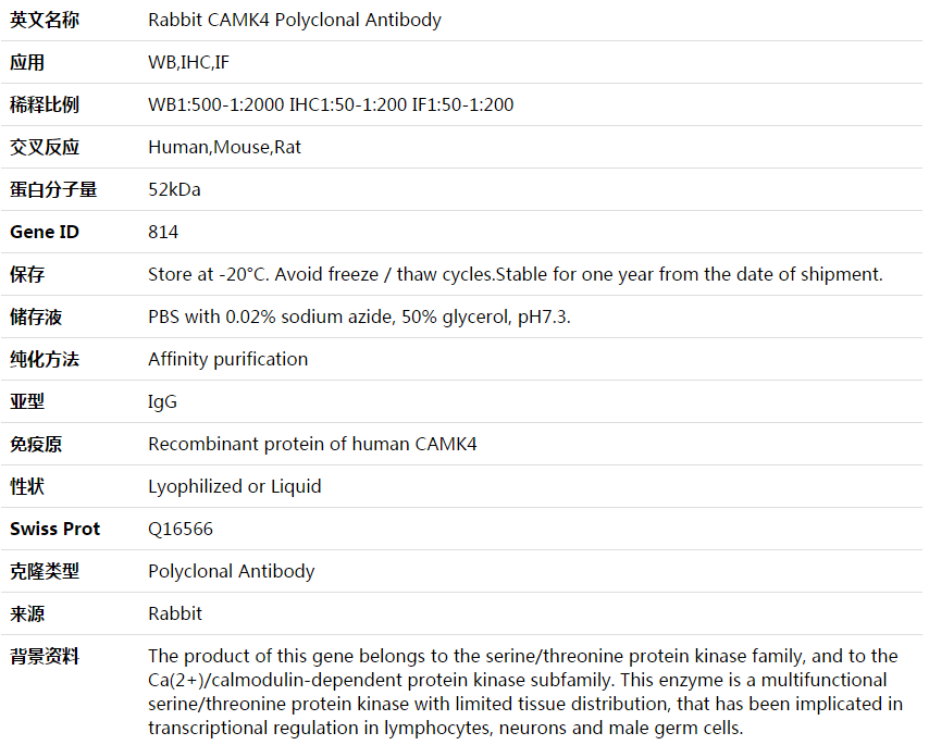 CAMK4 Antibody,索莱宝,K003898P-100ul