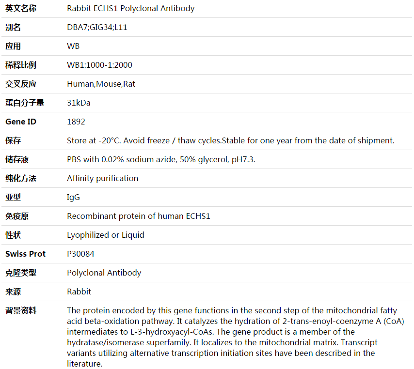 ECHS1 Antibody,索莱宝,K003710P-100ul