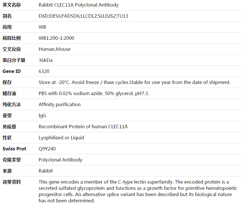 CLEC11A Antibody,索莱宝,K003683P-50ul