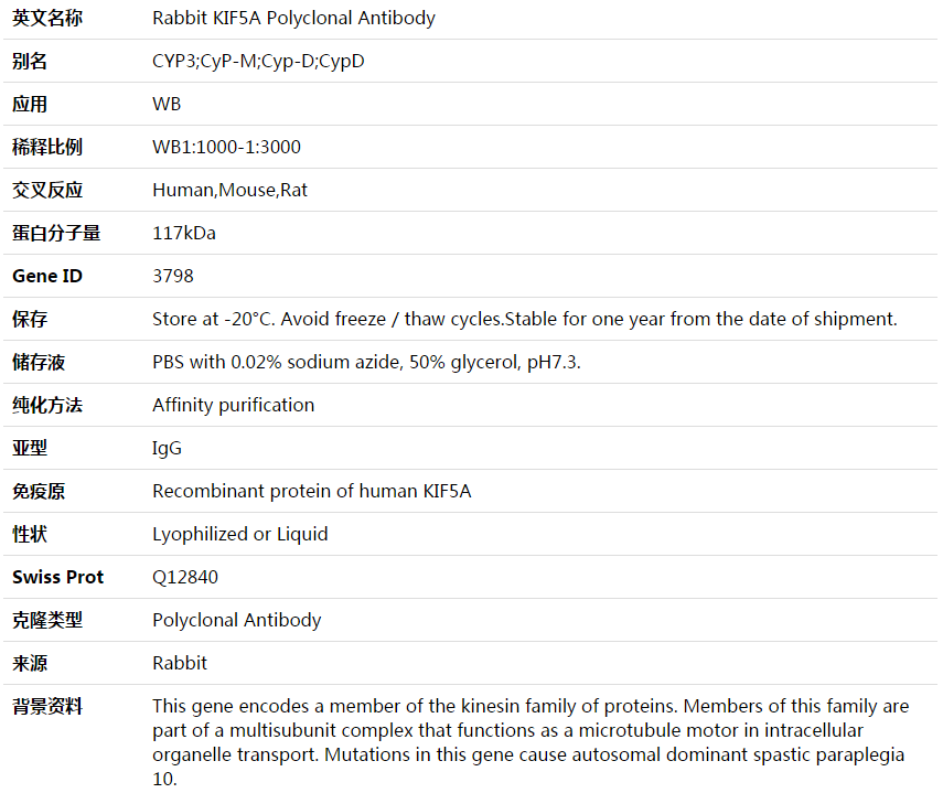 KIF5A Antibody,索莱宝,K003650P-50ul