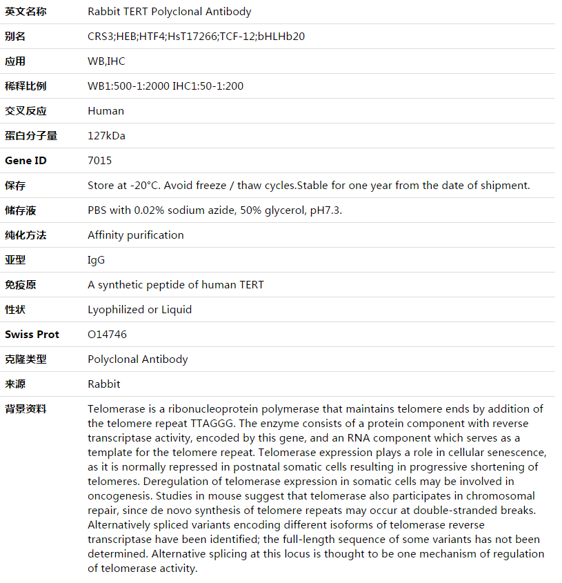 TERT Antibody,索莱宝,K003548P-50ul