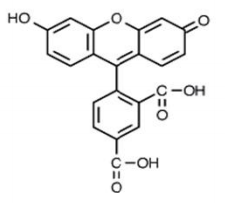 5-羧基荧光素（5-FAM）       货号： BN15008