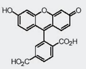 6-羧基荧光素（6-FAM）       货号： BN15014